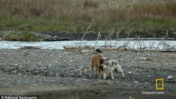 美国黄石国家公园一只野狼不但未能杀死只有7日大的北美野牛 反被对方击退