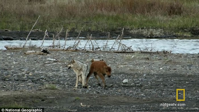 美国黄石国家公园一只野狼不但未能杀死只有7日大的北美野牛 反被对方击退