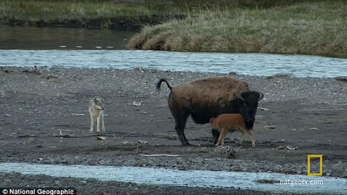 美国黄石国家公园一只野狼不但未能杀死只有7日大的北美野牛 反被对方击退