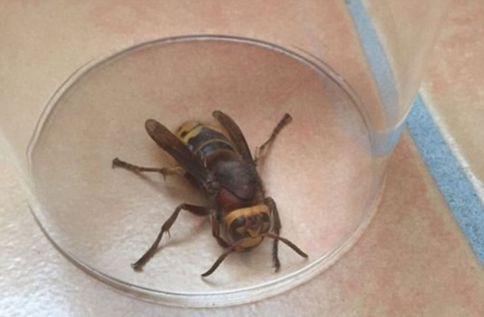 有住在萨里郡的居民以玻璃瓶盖着虎头蜂。
