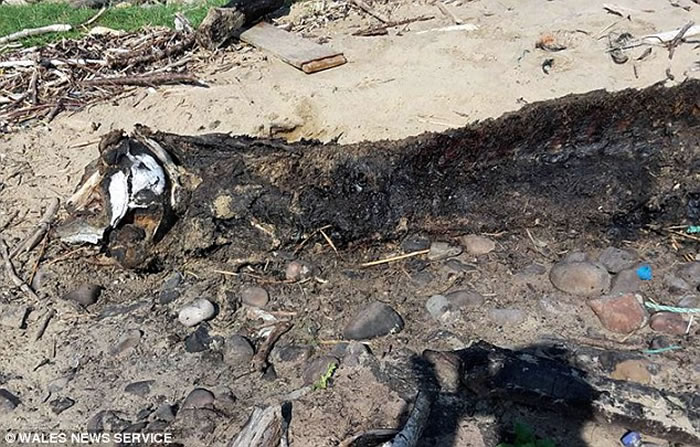 海怪终于死了？英国海滩惊现巨型神秘海洋生物尸体