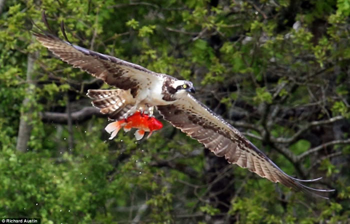 英国北德文郡鱼鹰俯冲下来抓起池塘一条金鱼