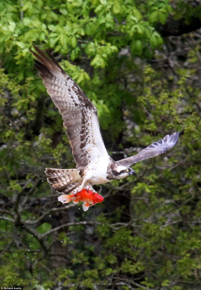 英国北德文郡鱼鹰俯冲下来抓起池塘一条金鱼