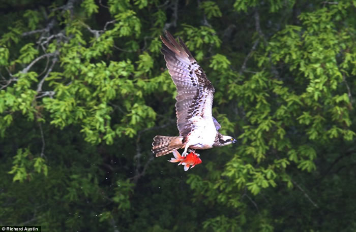 英国北德文郡鱼鹰俯冲下来抓起池塘一条金鱼