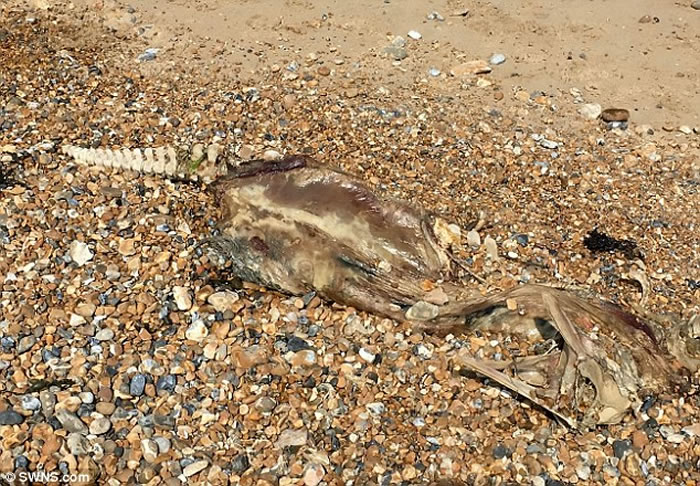 Ӣ��˹�ػ��ز�����̲���������޹� ӵ����������ļ��������������