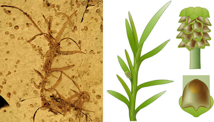 ͼ꺬ģʽ걾ͼ꺬ֲֲԼʵƤĸԭͼ