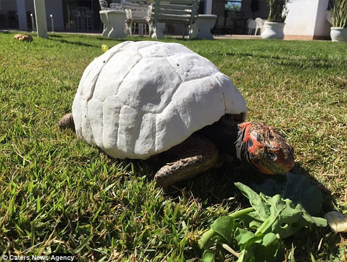 巴西“动物复仇者联萌”透过3D打印技术帮助严重受伤的动物重生