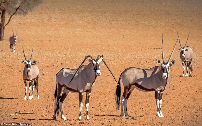 �������ױ��ǲ�ԭһֻ�������ֻ�Ǿ�Ȼ���³�