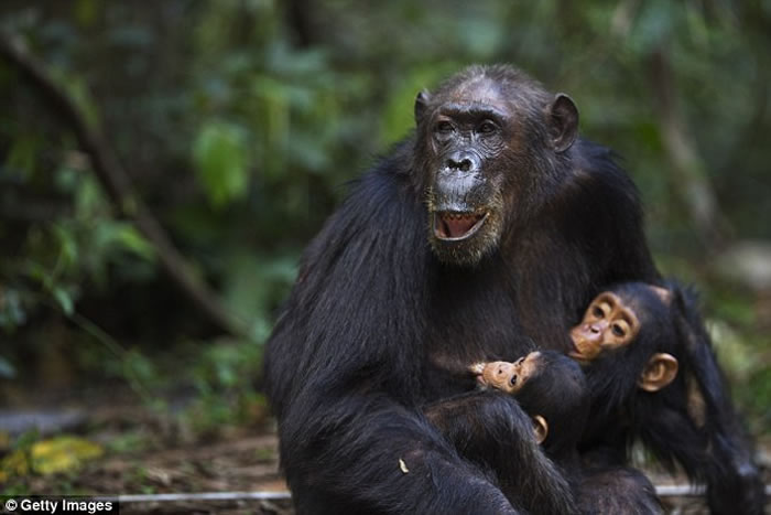 人类智力可能因为对育儿的需求做出响应而进化