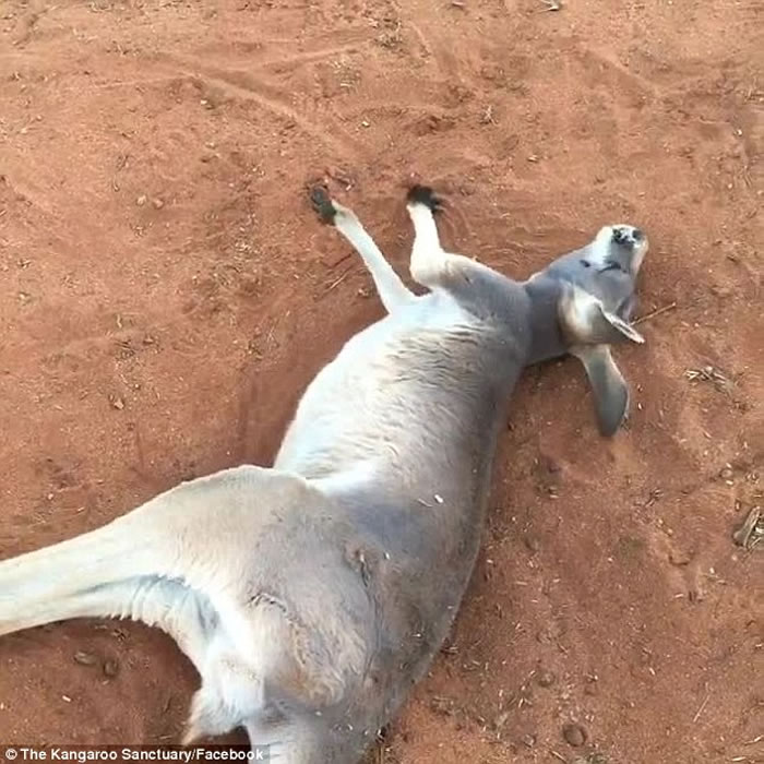 ް˹ȪĴ󱣻ںϿķɦ