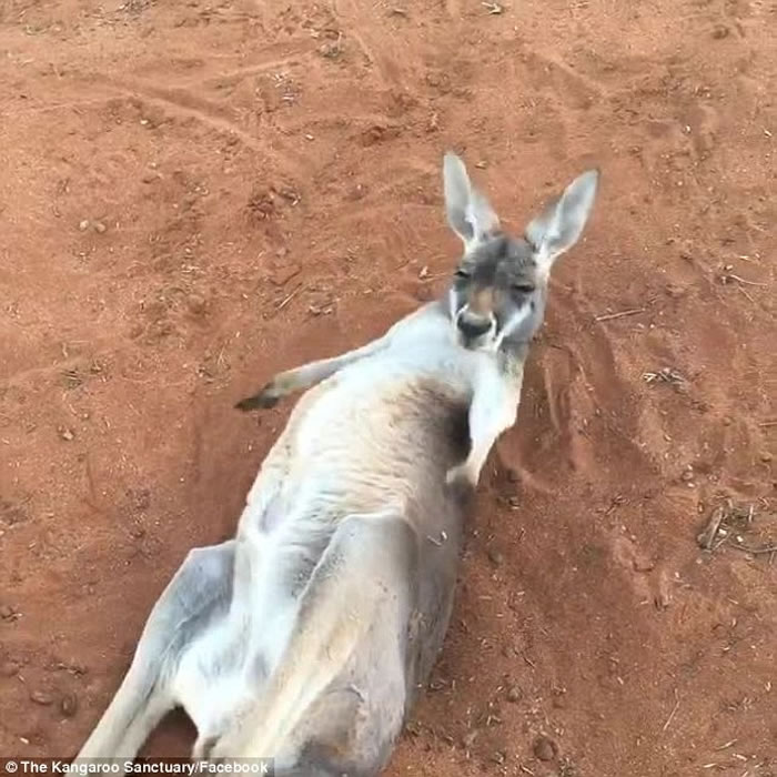 ް˹ȪĴ󱣻ںϿķɦ