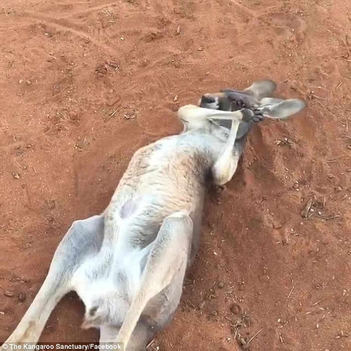 ް˹ȪĴ󱣻ںϿķɦ