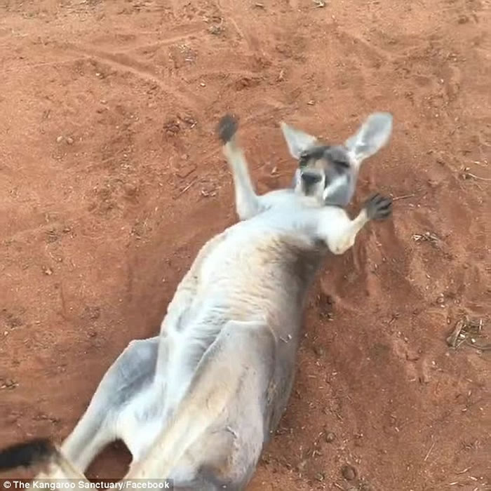 ް˹ȪĴ󱣻ںϿķɦ