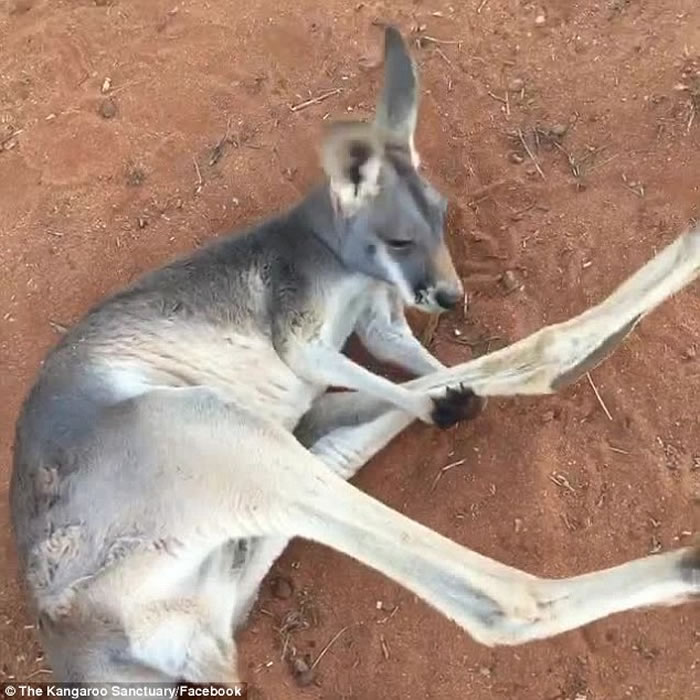 ް˹ȪĴ󱣻ںϿķɦ