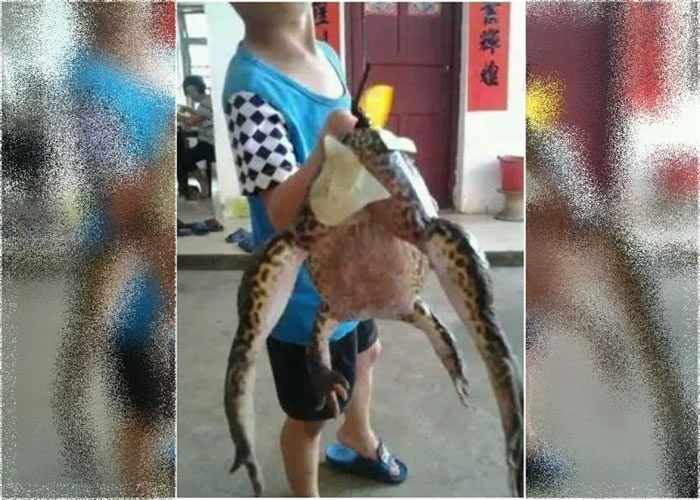 村民早前发布照片,称捉到一只重逾4公斤的巨蛙。