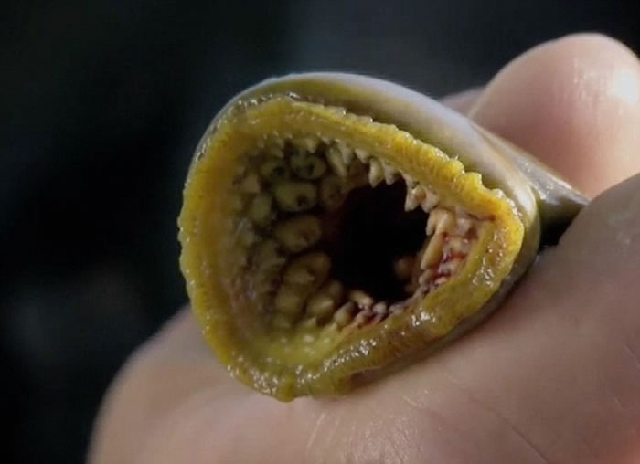 Ӣ�������ٶȳ��֡���Ѫ�ֿ͡�������ʬ�㡱��Ѫ�������ع�