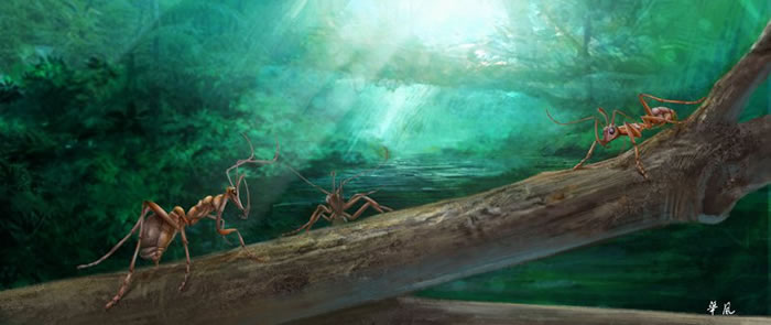 独角蚁生态复原