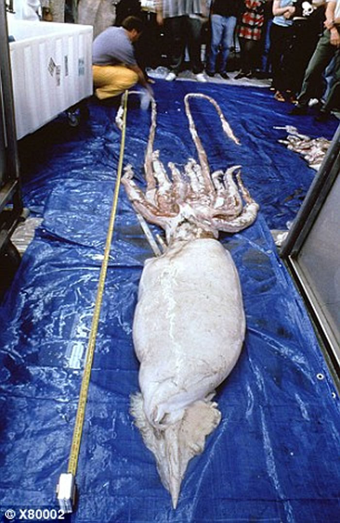 ʬ壬ҲΪArchiteuthis DUX