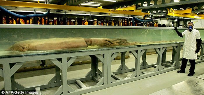 ӢȻʷڱһ߾ʬ壬ѧΪʳࡢϺ