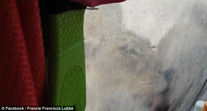 ȥ¶Ӫһ 3ֻĸʨӿ¶