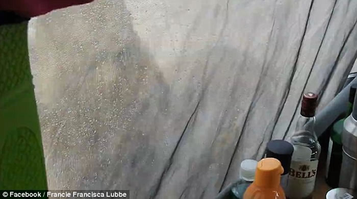 ȥ¶Ӫһ 3ֻĸʨӿ¶