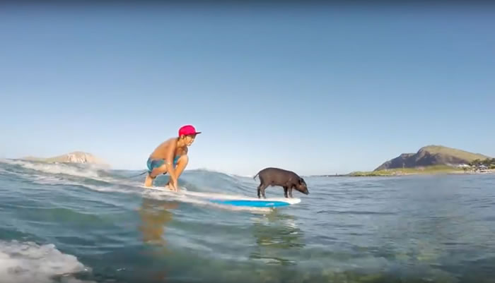 美国夏威夷明星猪的儿子卡马2号(Kama 2)继承父母的滑浪绝技