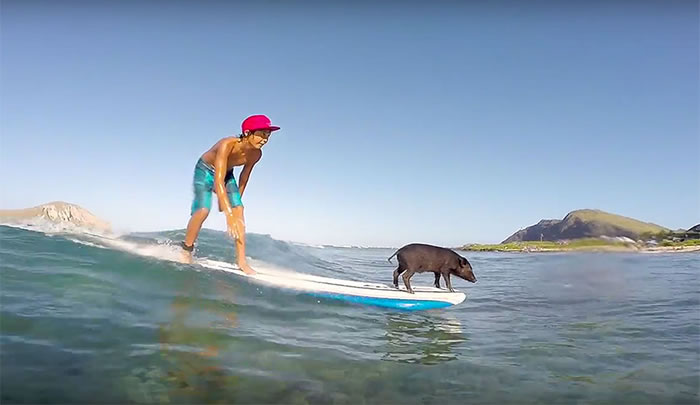 美国夏威夷明星猪的儿子卡马2号(Kama 2)继承父母的滑浪绝技