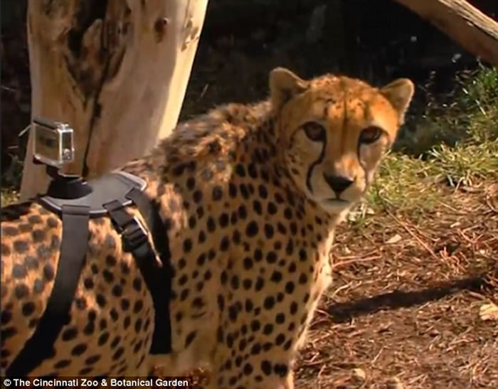 美国辛辛那提动物园猎豹戴GoPro 极速奔走疾如风