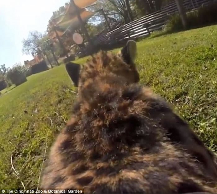 美国辛辛那提动物园猎豹戴GoPro 极速奔走疾如风