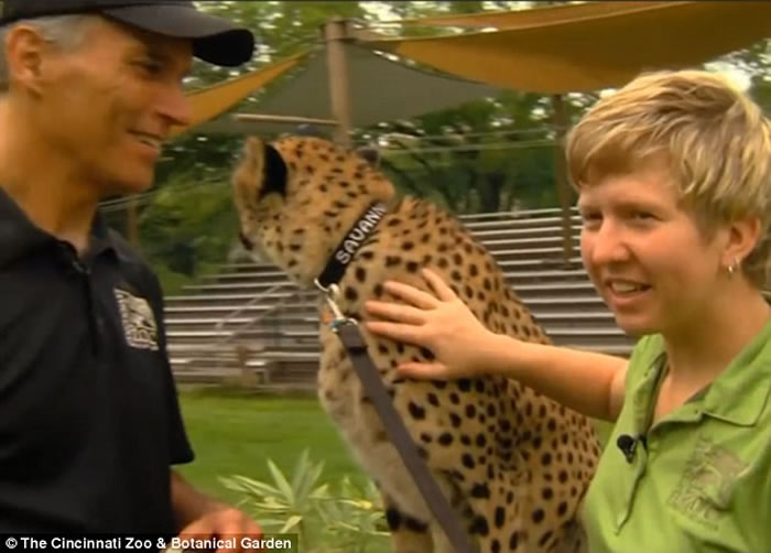 美国辛辛那提动物园猎豹戴GoPro 极速奔走疾如风