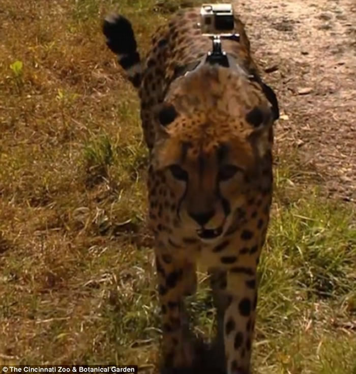 美国辛辛那提动物园猎豹戴GoPro 极速奔走疾如风