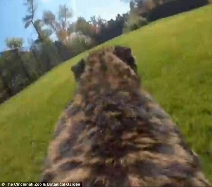 美国辛辛那提动物园猎豹戴GoPro 极速奔走疾如风