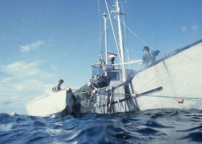 英美等多国公司签协议拒用北极渔获保海洋生态