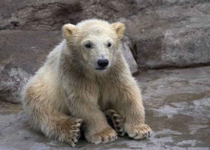 灰北极熊(图)是由灰熊与北极熊杂交所诞生。