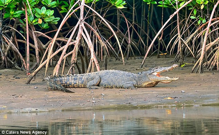 澳洲女子晚上到海滩游泳遭鳄鱼攻击,被拖入海中下落不明