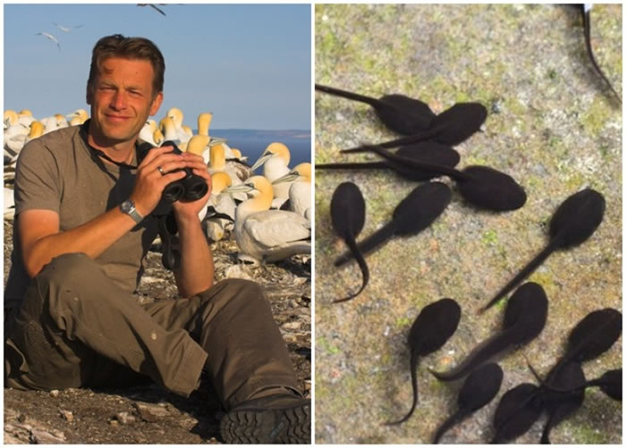 帕克汉姆(左图)建议家长让孩子吃蝌蚪(右图),让他们了解生命的价值。