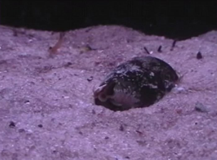 地纹芋螺(Conus Geographus)以迅雷不及掩耳的速度张开大口吞下一条鱼