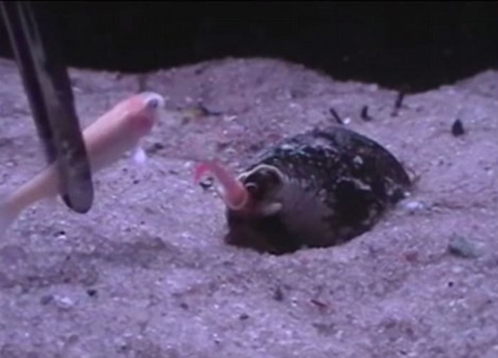 地纹芋螺(Conus Geographus)以迅雷不及掩耳的速度张开大口吞下一条鱼