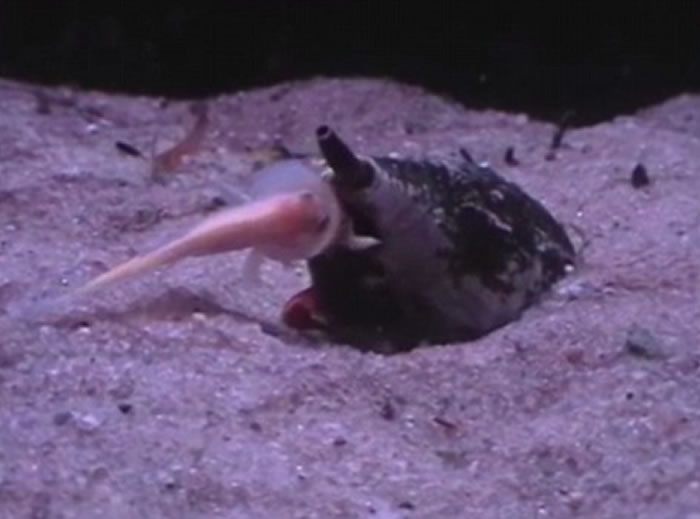地纹芋螺(Conus Geographus)以迅雷不及掩耳的速度张开大口吞下一条鱼