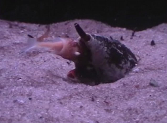 地纹芋螺(Conus Geographus)以迅雷不及掩耳的速度张开大口吞下一条鱼
