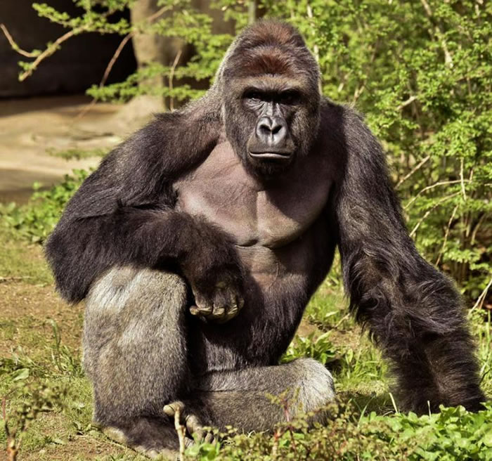 �����ɹ����ȣ�Harambe��17��ʱ��ģ���� PHOTOGRAPH COURTESY CINCINNATI ZOO VIA REUTERS