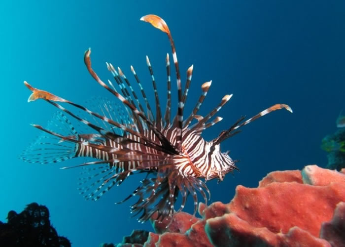 狮子鱼颜色鲜艳,但同时身怀剧毒。