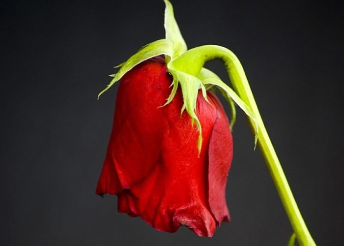 ֲ����������ϩ���������ή��