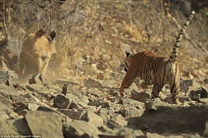 ӢӰʦ660Сʱڳɹ׽ӡϻһͷ¹Ĺ