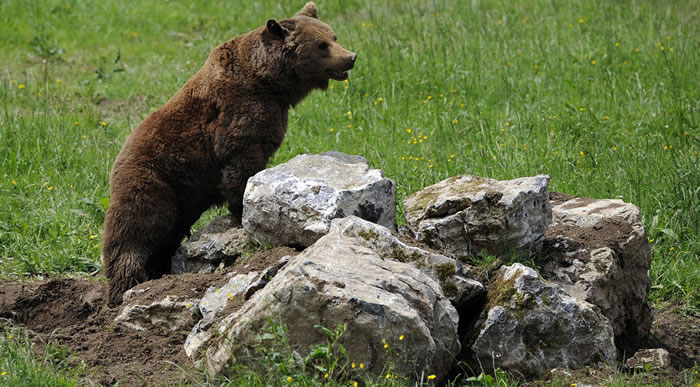 ����һͷС�ܴ������»��ظ��ƻ�����ɱ