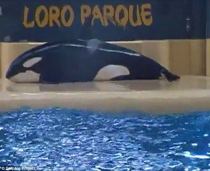 Loro Parque԰ٴɱ˾Բ¼