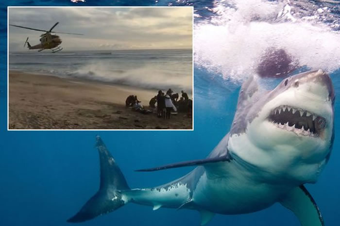 澳洲西部1周内2人被鲨鱼咬死:“它比船还要大”