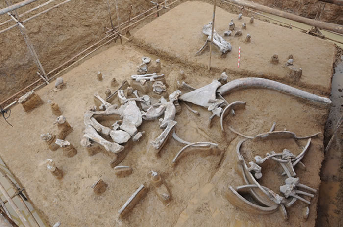 宿迁市泗洪县淮河古菱齿象化石发掘工作完成