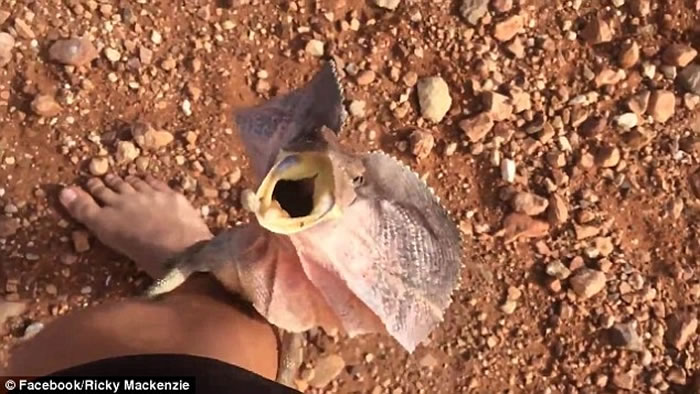 澳洲好心男子想将伞蜥蜴救离路面 却惨被当作敌人穷追猛打