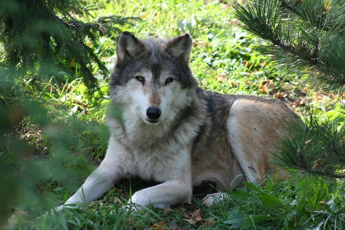 因为小孩子的白目和父母的自私,无辜的野狼就这样被处以死刑。